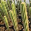 Pilosocereus Pachycladus Ssp. Pernambucoensis CS154