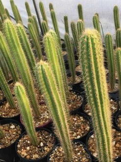 Pilosocereus Pachycladus Ssp. Pernambucoensis CS154