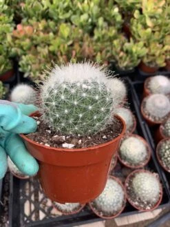 Mammillaria Senilis