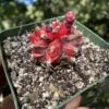 Variegated Gymnocalycium Mihanovochii -Cheap Plantly Store IMG 0396 rotated 1