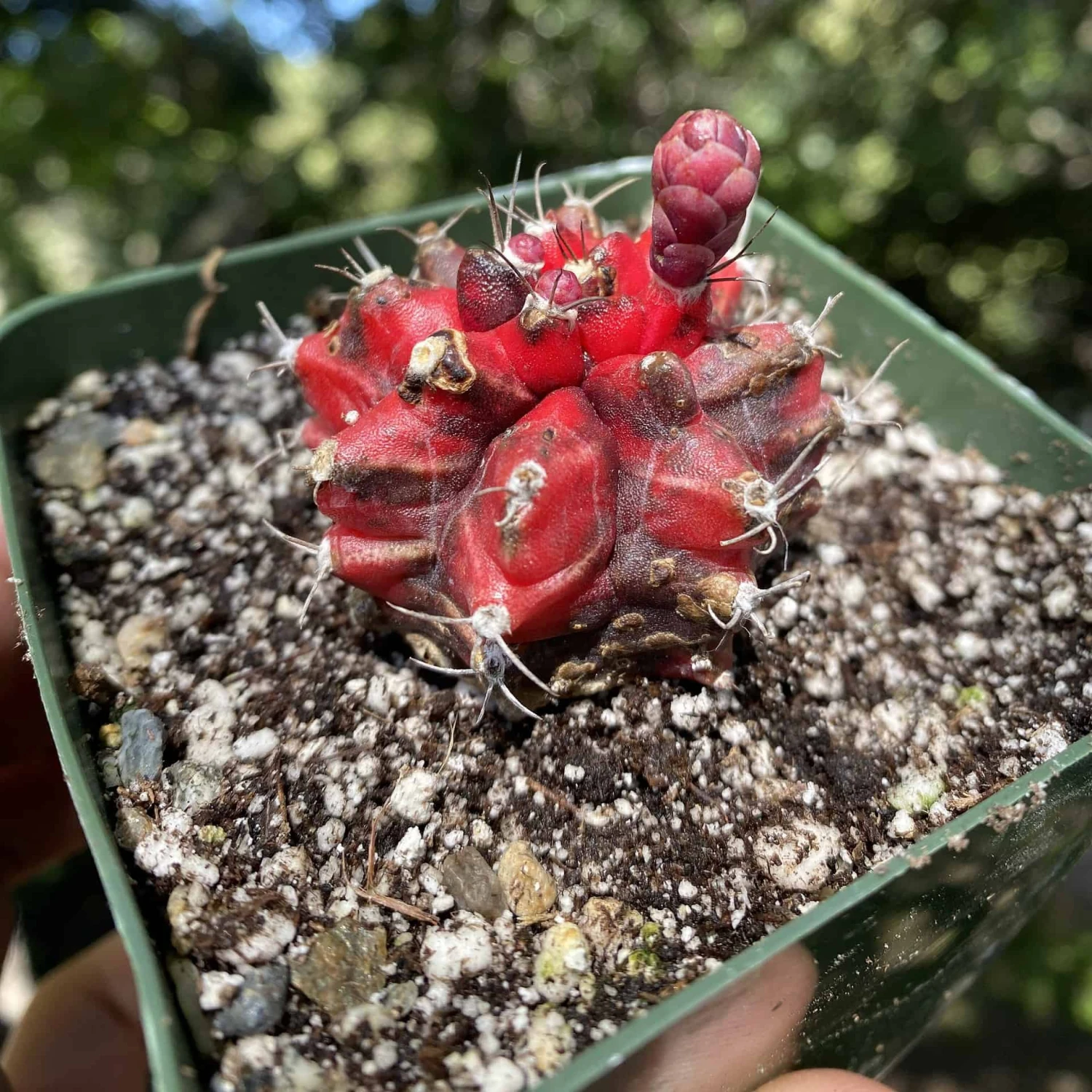 Variegated Gymnocalycium Mihanovochii 3 Variegated Gymnocalycium Mihanovochii