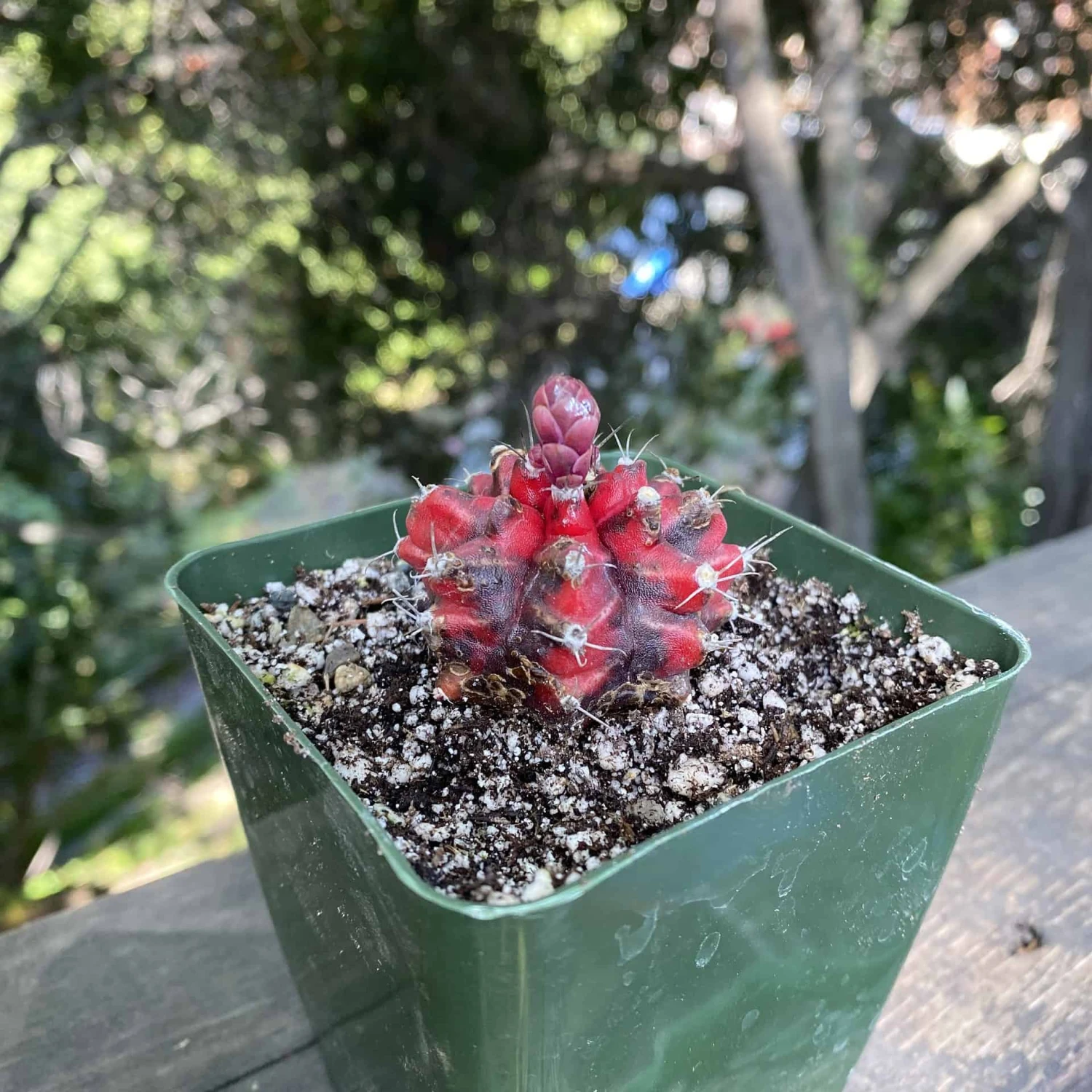 Variegated Gymnocalycium Mihanovochii 4 Variegated Gymnocalycium Mihanovochii - Image 2