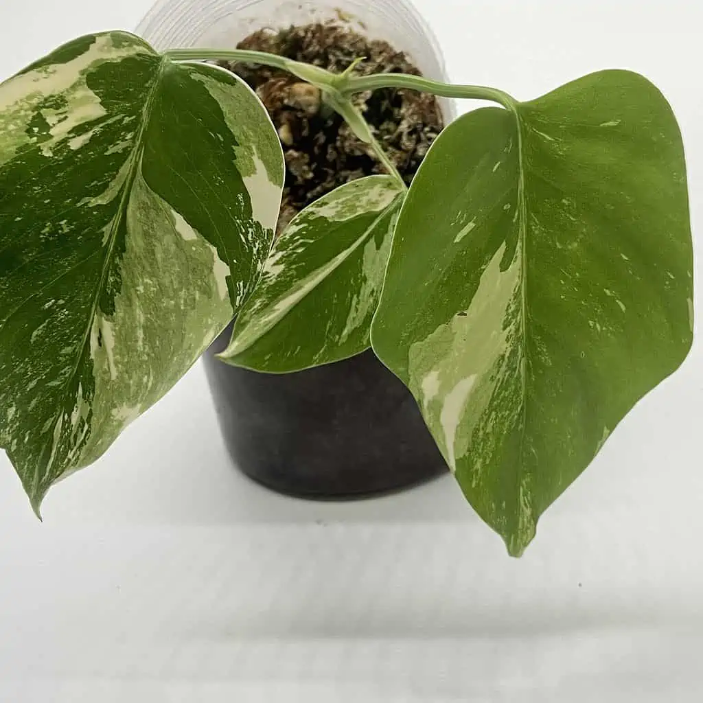 Monstera Albo Variegated, Top Cuttings, Growers Choice 7 Monstera Albo Variegated, Top Cuttings, Growers Choice - Image 5