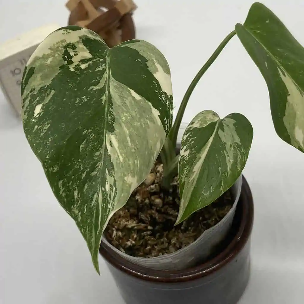 Monstera Albo Variegated, Top Cuttings, Growers Choice 8 Monstera Albo Variegated, Top Cuttings, Growers Choice - Image 6