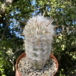 Old Man Cactus 7” 6 Old Man Cactus 7” -Cheap Plantly Store IMG 0484 rotated 1