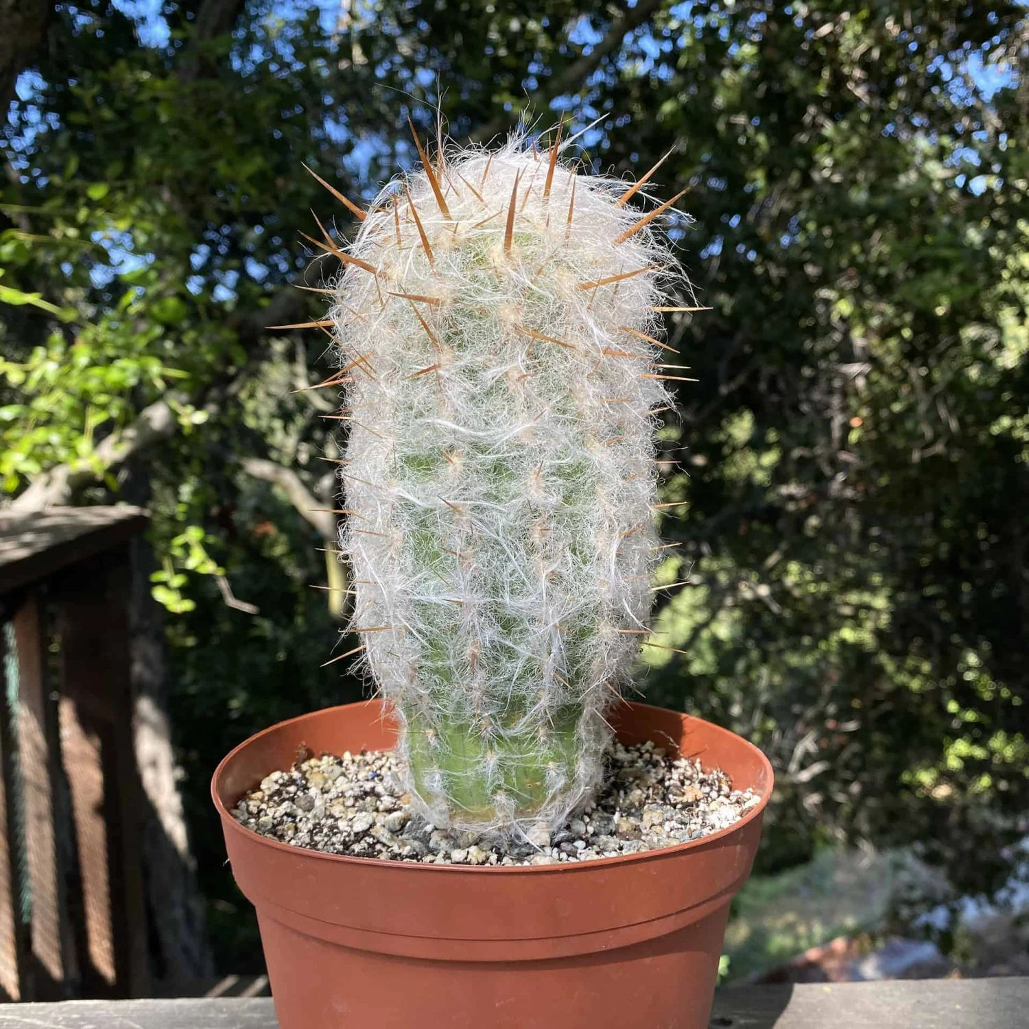Old Man Cactus 7” 3 Old Man Cactus 7”