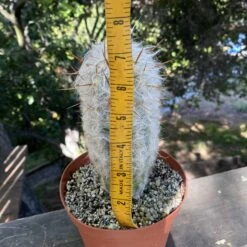 Old Man Cactus 7” 7 Old Man Cactus 7” -Cheap Plantly Store IMG 0492 rotated 1