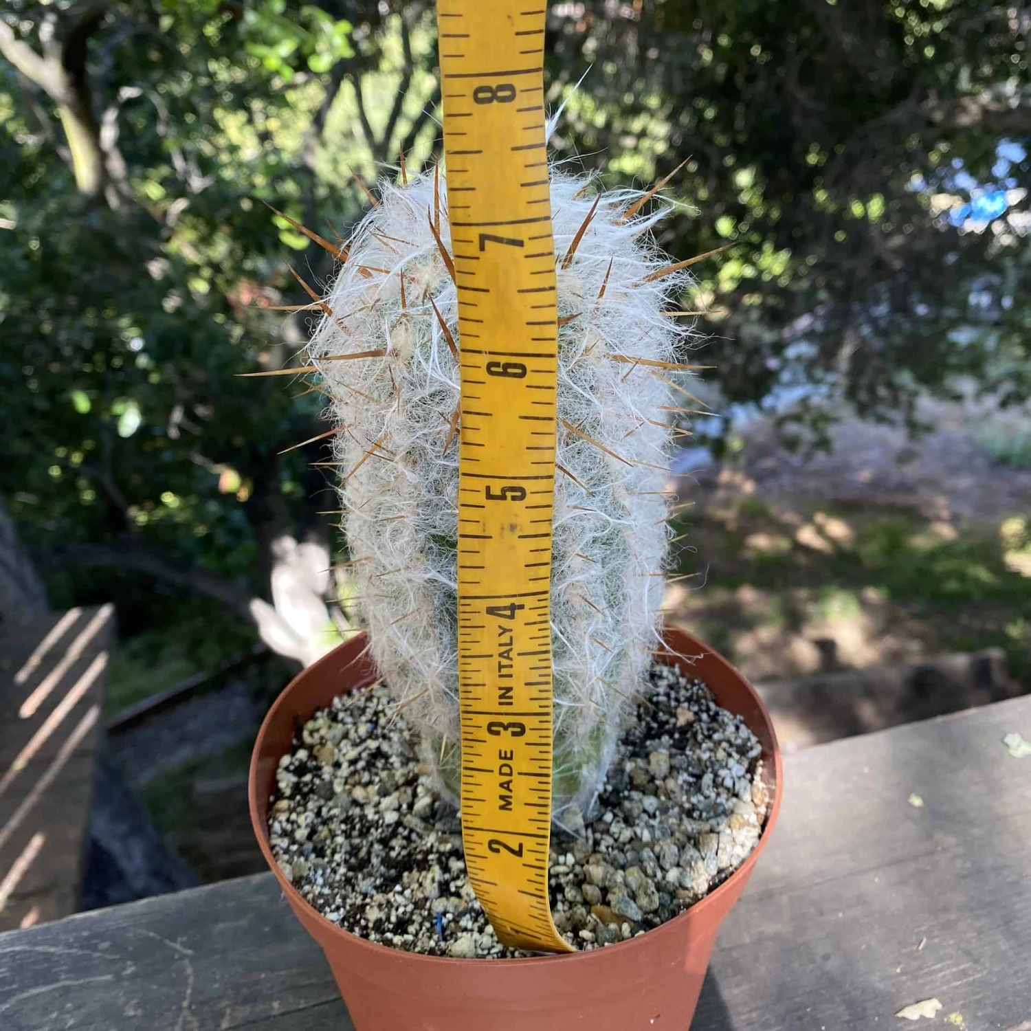 Old Man Cactus 7” 5 Old Man Cactus 7” - Image 3