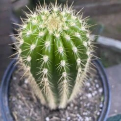 Trichocereus Grandiflorus Live Rooted Cactus 8β 9 Trichocereus Grandiflorus Live Rooted Cactus 8β -Cheap Plantly Store IMG 0643 rotated 1