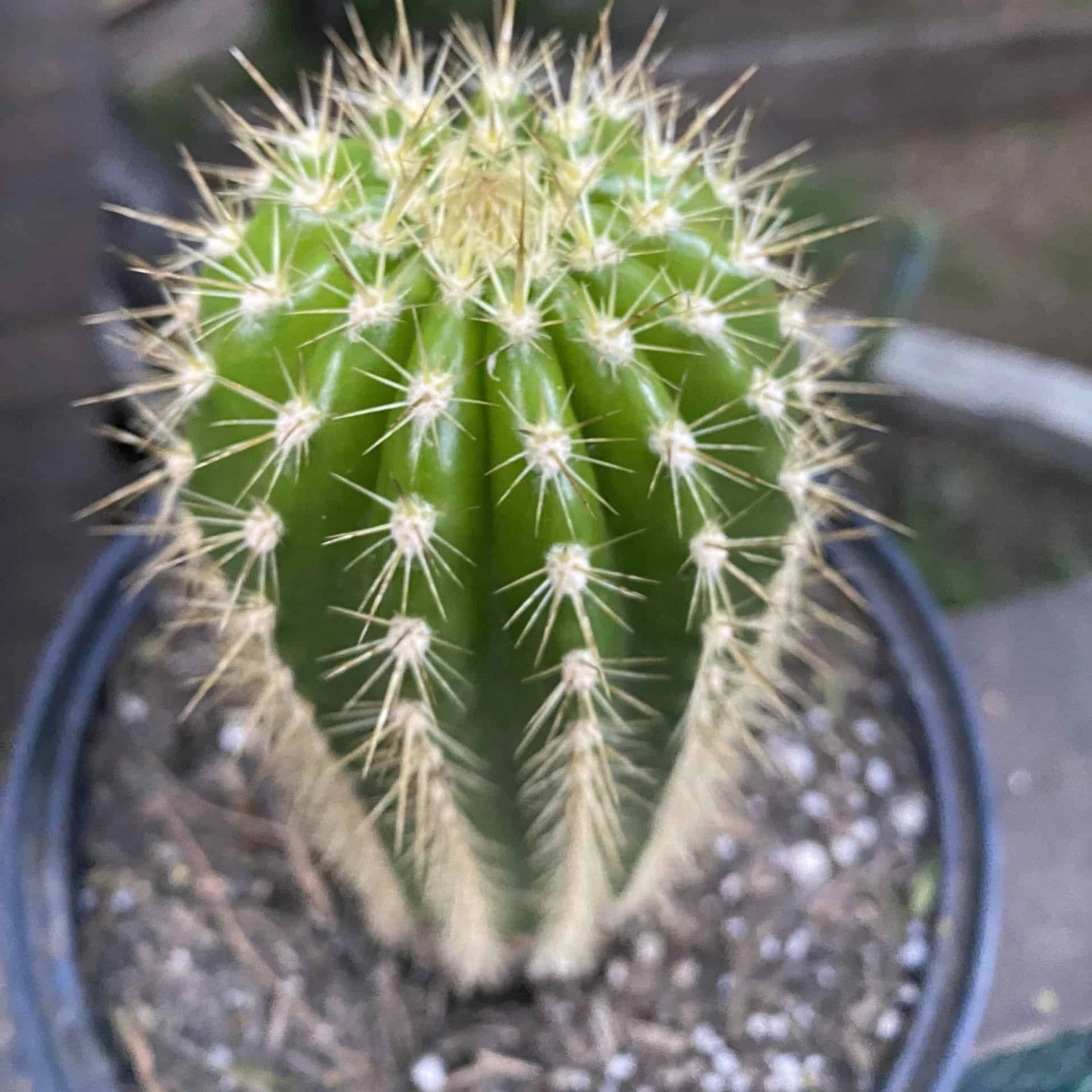 Trichocereus Grandiflorus Live Rooted Cactus 8β 5 Trichocereus Grandiflorus Live Rooted Cactus 8β - Image 3