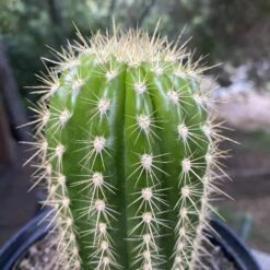 Trichocereus Grandiflorus Live Rooted Cactus 8β 10 Trichocereus Grandiflorus Live Rooted Cactus 8β -Cheap Plantly Store IMG 0645 rotated 1