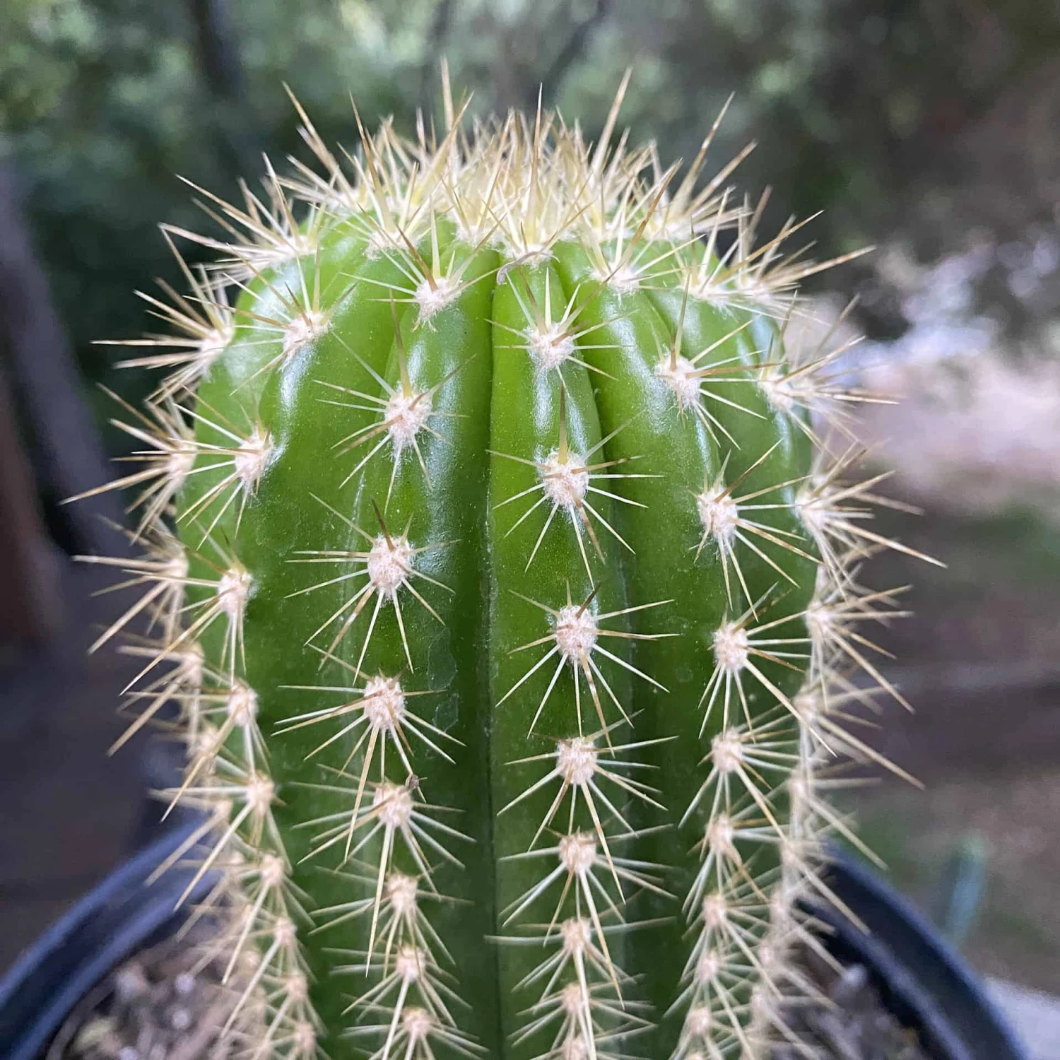 Trichocereus Grandiflorus Live Rooted Cactus 8β 6 Trichocereus Grandiflorus Live Rooted Cactus 8β - Image 4