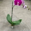 Purple Fuchsia Orchid | Phalaenopsis Amabilis | Flowering Houseplant