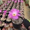 Echinocereus Rigidissimus---Rainbow Cactus -Cheap Plantly Store IMG 0781