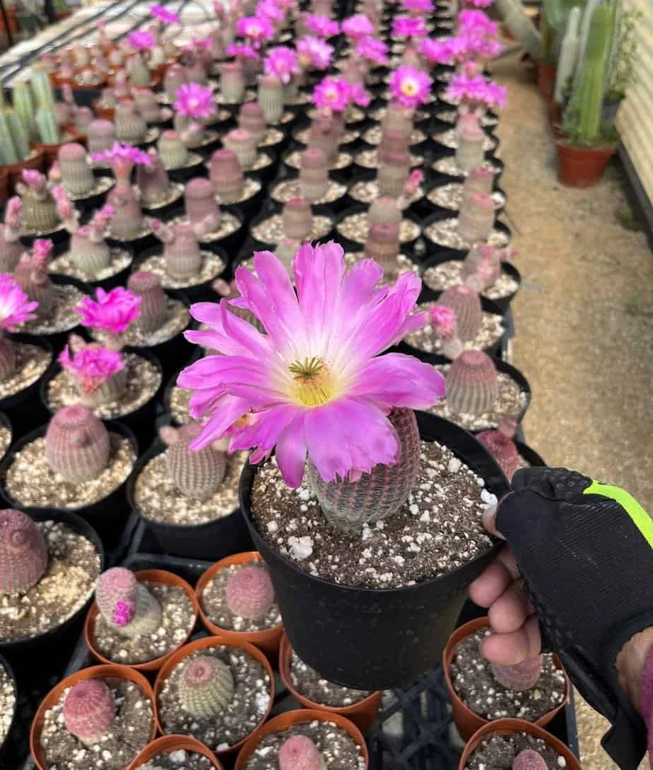 Echinocereus Rigidissimus---Rainbow Cactus 3 Echinocereus Rigidissimus---Rainbow Cactus