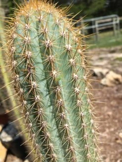 Pilosocereus Piauhyensis -Cheap Plantly Store IMG 0812 rotated 1