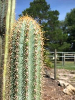 Pilosocereus Piauhyensis -Cheap Plantly Store IMG 0813 rotated 1