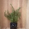 Winter Thyme - German Thyme -Thymus Vulgaris 1 Winter Thyme - German Thyme -Thymus Vulgaris -Cheap Plantly Store IMG 0908 rotated 1