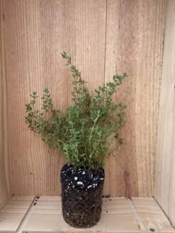 Winter Thyme - German Thyme -Thymus Vulgaris