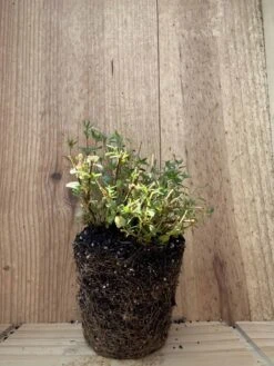 Winter Thyme - German Thyme -Thymus Vulgaris -Cheap Plantly Store IMG 0909 rotated 1