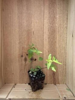 Mountain Mint -Cheap Plantly Store IMG 0916 rotated 1