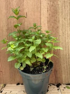 Mint 5 Mint -Cheap Plantly Store IMG 0927 rotated 1