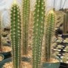 Pilosocereus Polygonus Ssp. Polygonus -Cheap Plantly Store IMG 1148 1