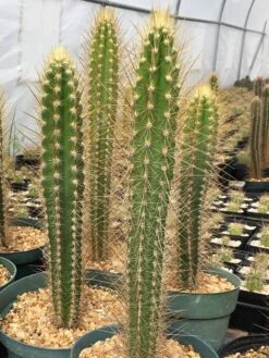 Pilosocereus Polygonus Ssp. Polygonus