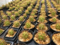 Echinopsis Chiloensis Var. Borealis 6 Echinopsis Chiloensis Var. Borealis -Cheap Plantly Store IMG 1258