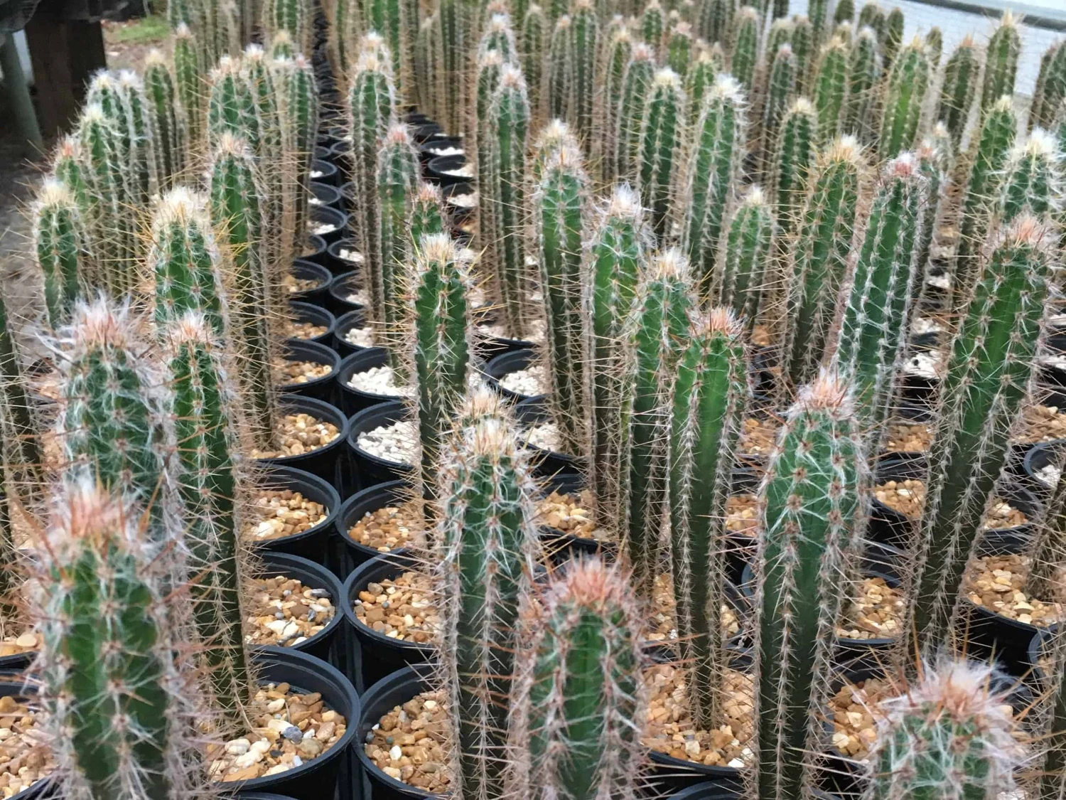 Pilosocereus Royenii (Puerto Rico Dry Forests) 4 Pilosocereus Royenii (Puerto Rico Dry Forests) - Image 2
