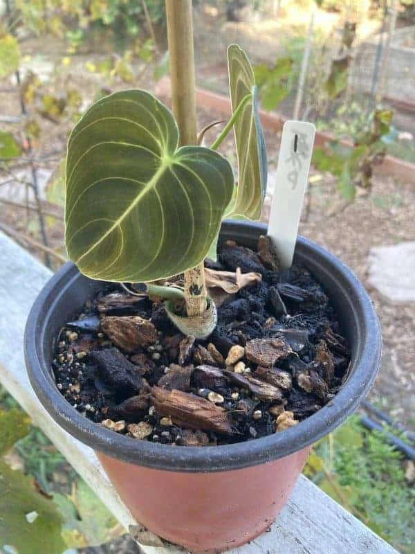 Philodendron Melanochrysum 9 Philodendron Melanochrysum - Image 7