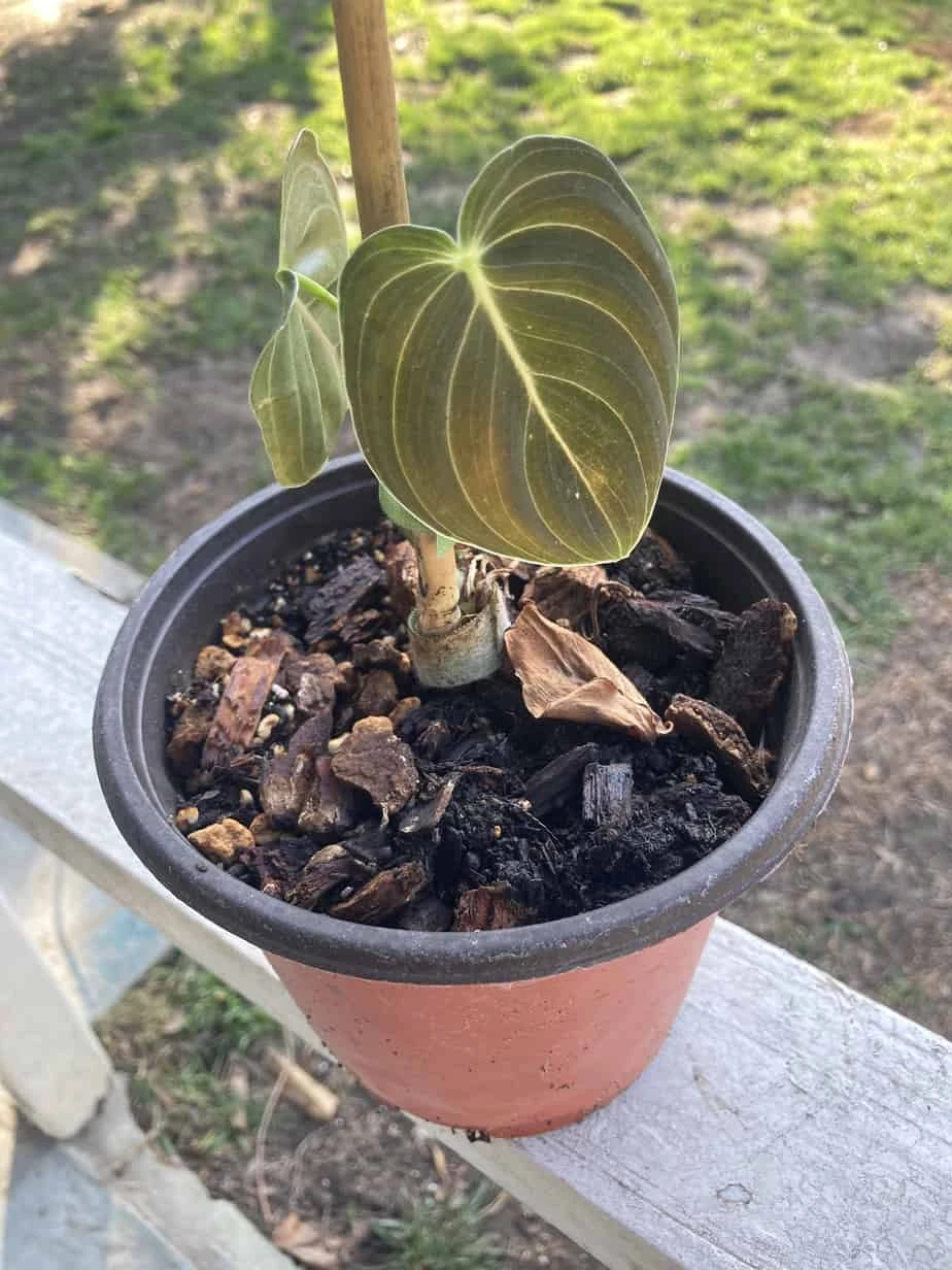 Philodendron Melanochrysum 8 Philodendron Melanochrysum - Image 6