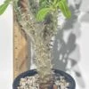 Pachypodium Densiflorum | Live Plant | Free Shipping -Cheap Plantly Store IMG 1496 rotated 1