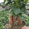 Ficus Ginseng----Ficus Microcarpa 1 Ficus Ginseng----Ficus Microcarpa -Cheap Plantly Store IMG 1561 copy