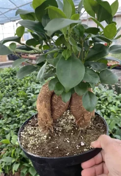 Ficus Ginseng----Ficus Microcarpa