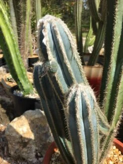 Pilosocereus Pachycladus "wooly Blue Torch" -Cheap Plantly Store IMG 1571 rotated 1