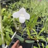 Live Paphiopedilum Niveum X Sib (hshyng X Tan San) Rare Plant 4" -Cheap Plantly Store IMG 1607 rotated 1
