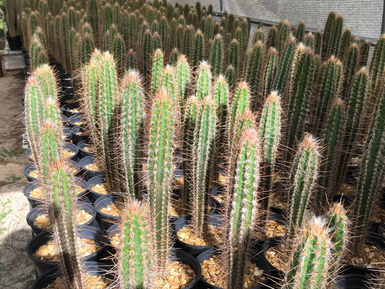 Pilosocereus Royenii (Puerto Rico Dry Forests) 3 Pilosocereus Royenii (Puerto Rico Dry Forests)