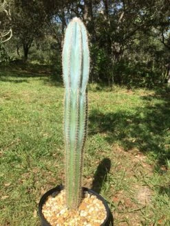 Pilosocereus Pachycladus "wooly Blue Torch" -Cheap Plantly Store IMG 1640 rotated 1