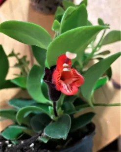 Aeschynanthus -- Lipstick Plant