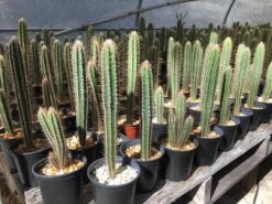 Pilosocereus Royenii (Puerto Rico Dry Forests) 19 Pilosocereus Royenii (Puerto Rico Dry Forests) -Cheap Plantly Store IMG 1750