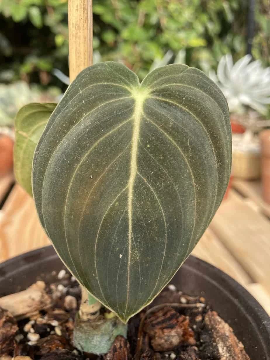 Philodendron Melanochrysum 6 Philodendron Melanochrysum - Image 4