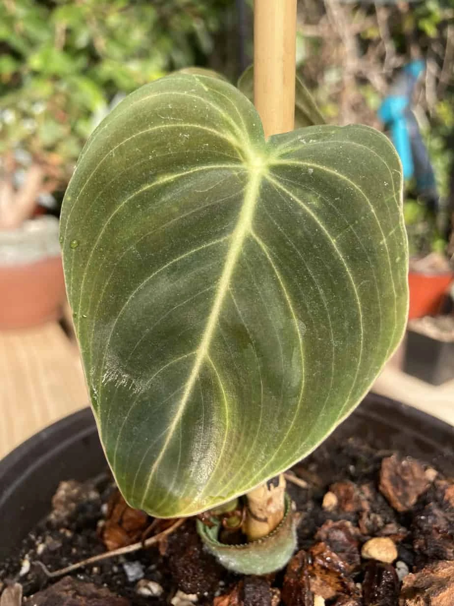 Philodendron Melanochrysum 7 Philodendron Melanochrysum - Image 5