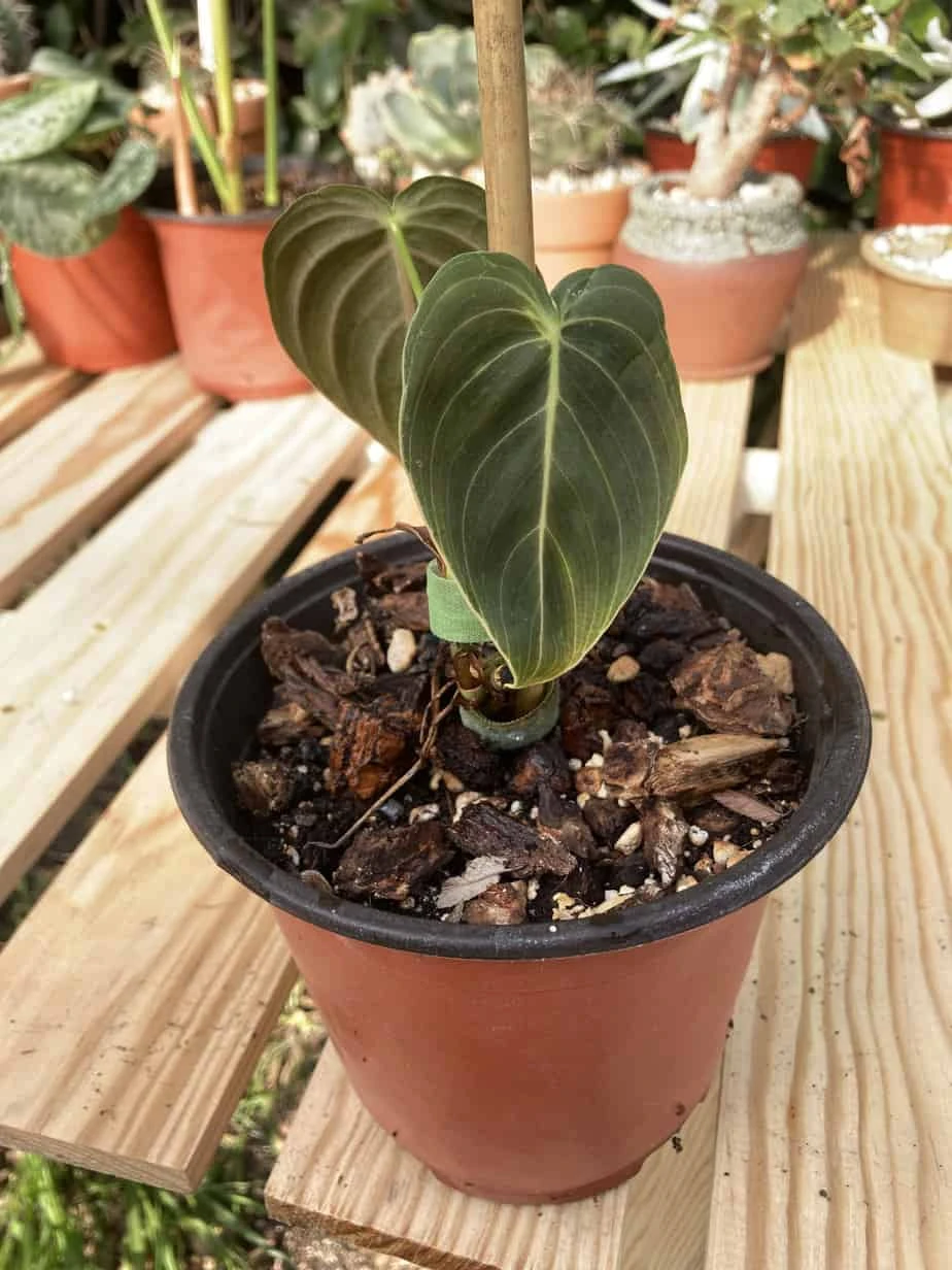 Philodendron Melanochrysum 4 Philodendron Melanochrysum - Image 2