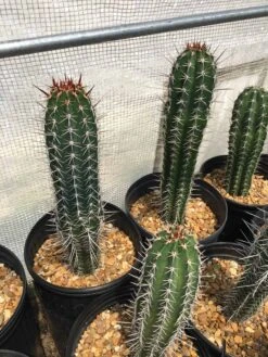 Pachycereus Pecten-aboriginum -Cheap Plantly Store IMG 1801 rotated 1