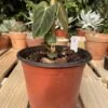 Philodendron Melanochrysum -Cheap Plantly Store IMG 1802.HEIC