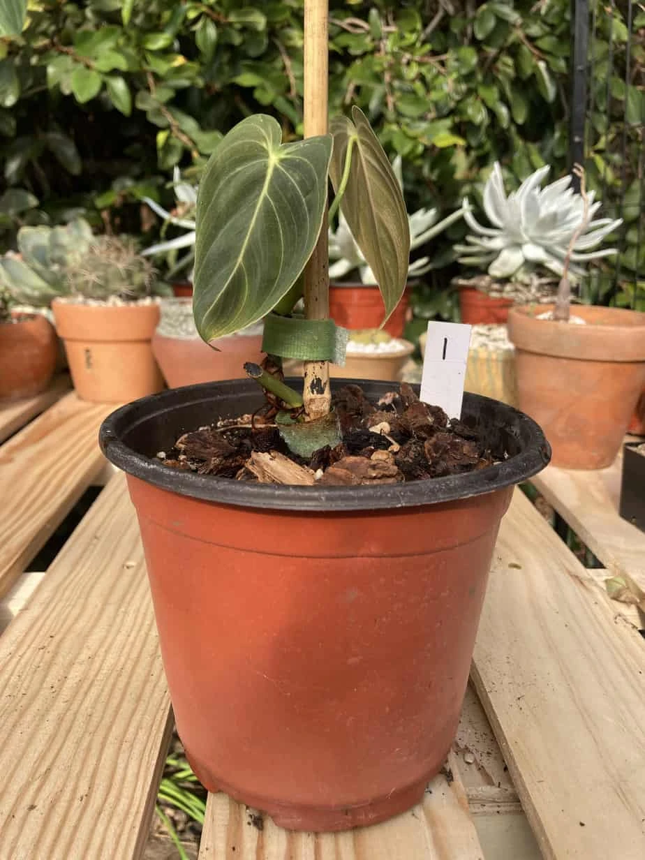 Philodendron Melanochrysum 3 Philodendron Melanochrysum