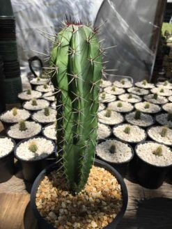 Stenocereus Huastecorum