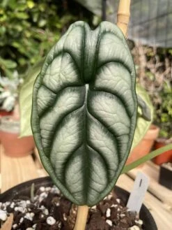 Alocasia Baginda "Dragon Scale" -Cheap Plantly Store IMG 1804