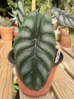 Alocasia Baginda "Dragon Scale" -Cheap Plantly Store IMG 1805